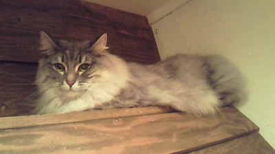 201001161754000.jpg