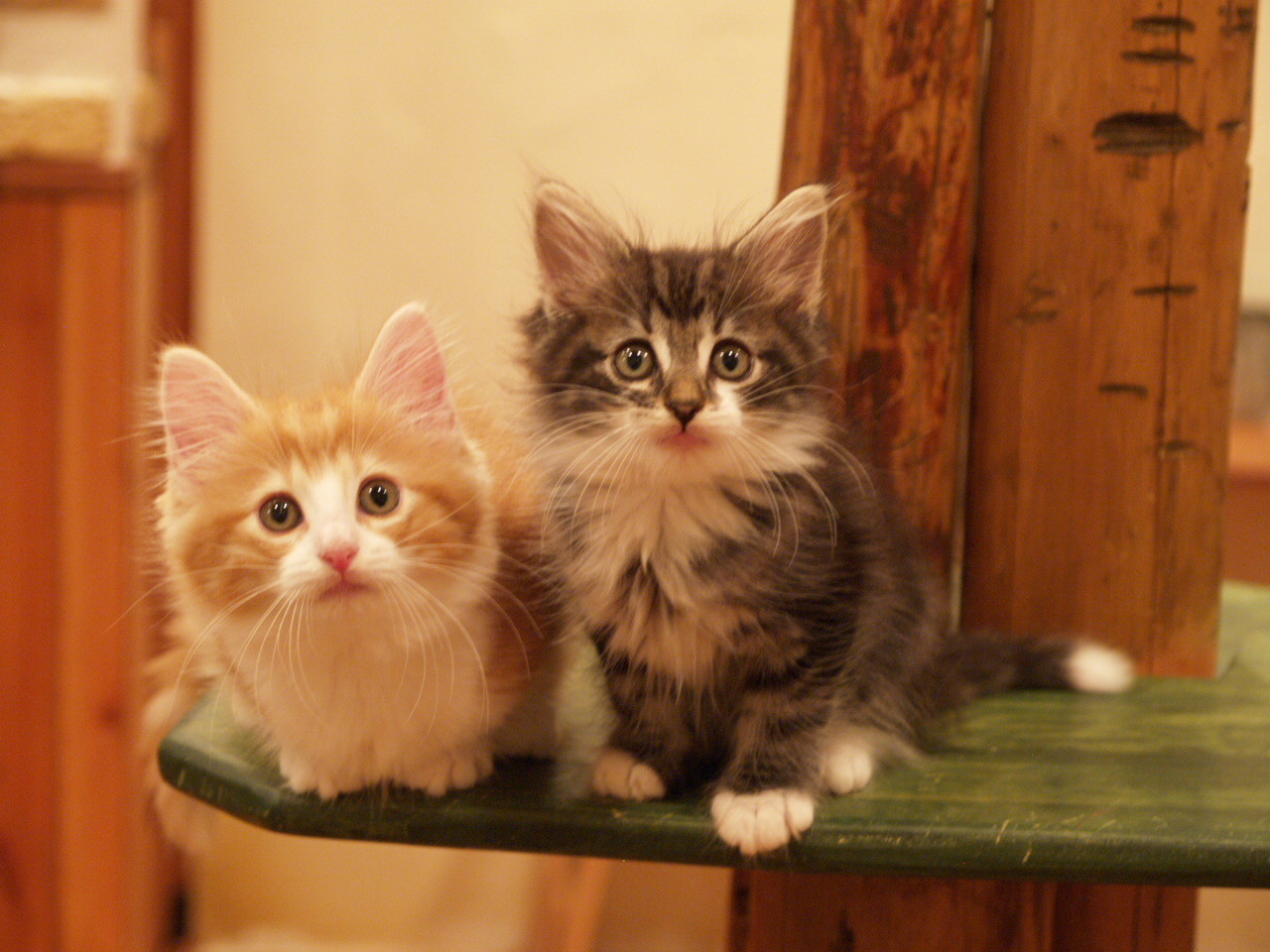 ナトリウムとこねこ 梨苑草子