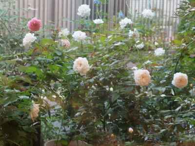 P9227011.JPG