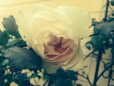 image-0b035.jpg